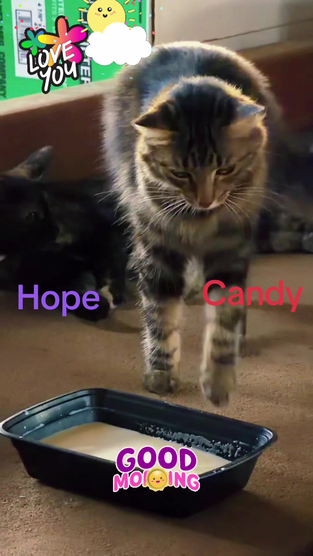 @Amri Gatitos
