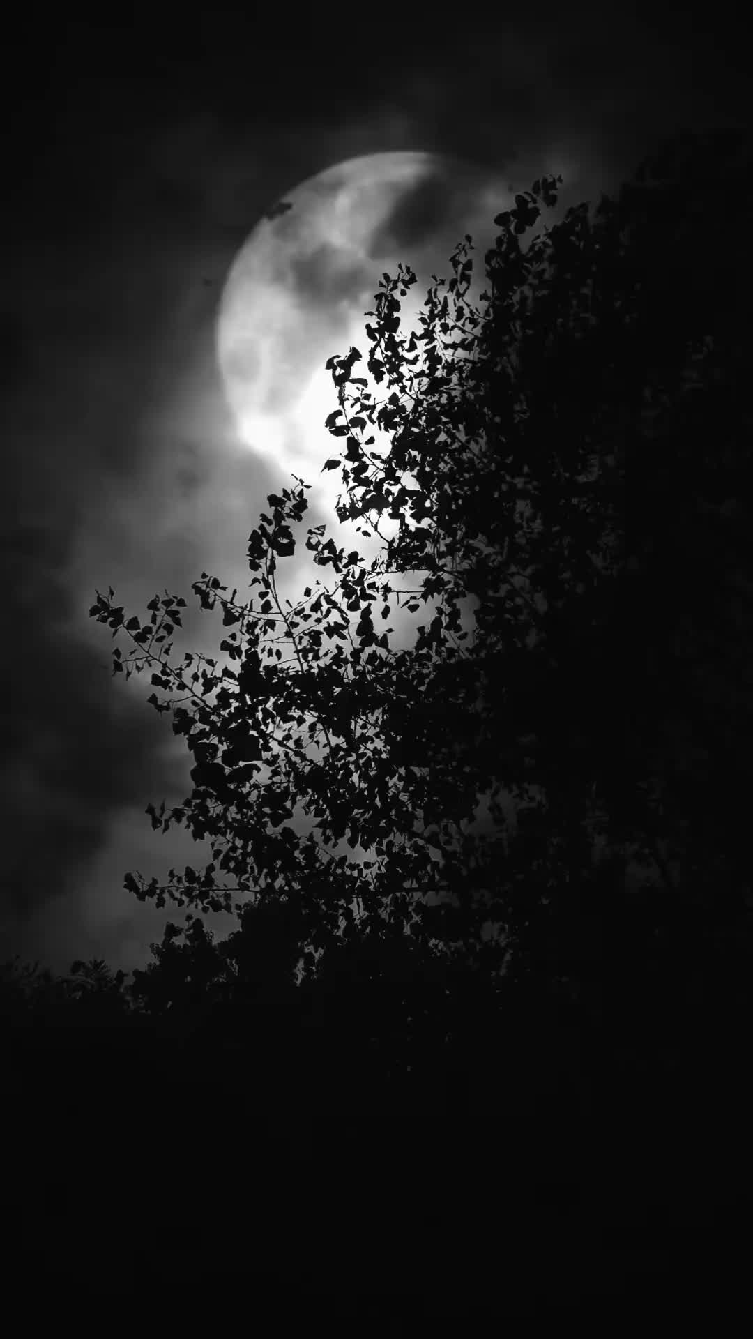 @🦇🥀𝕭𝖊𝖑𝖑𝖆𝖉𝖔𝖓𝖓𝖆🥀🦇