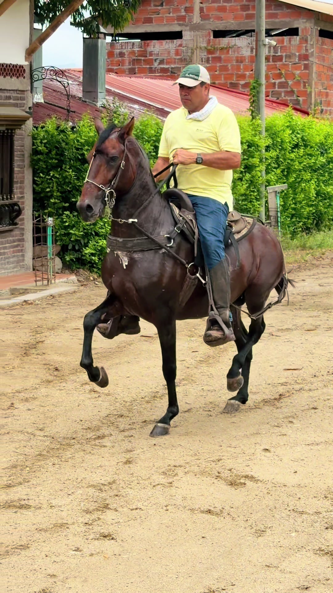 @Caballostrochadores