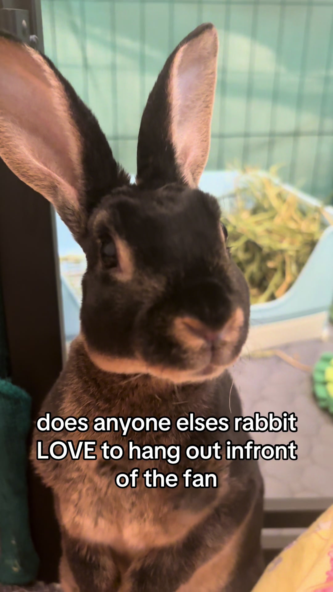 @↻- donkey -↺