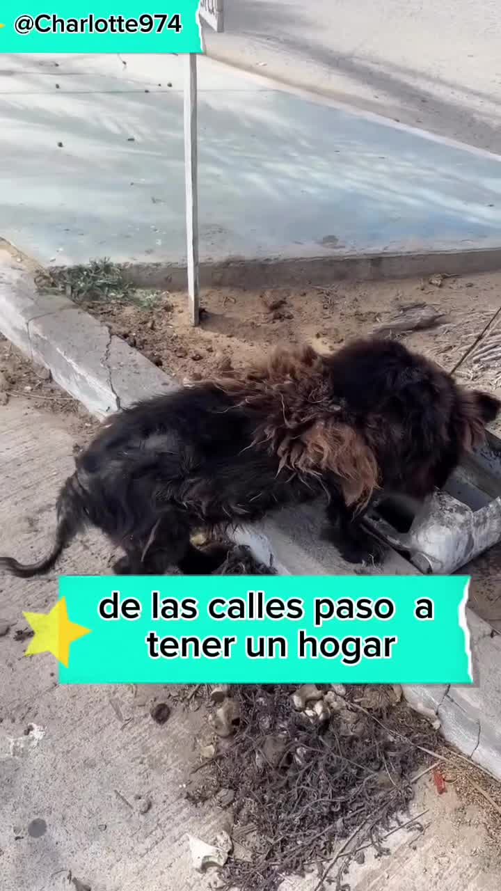 @Charlotte🐕&zwj;🦺🐈🐕🦬🐐🐎🐄🐒