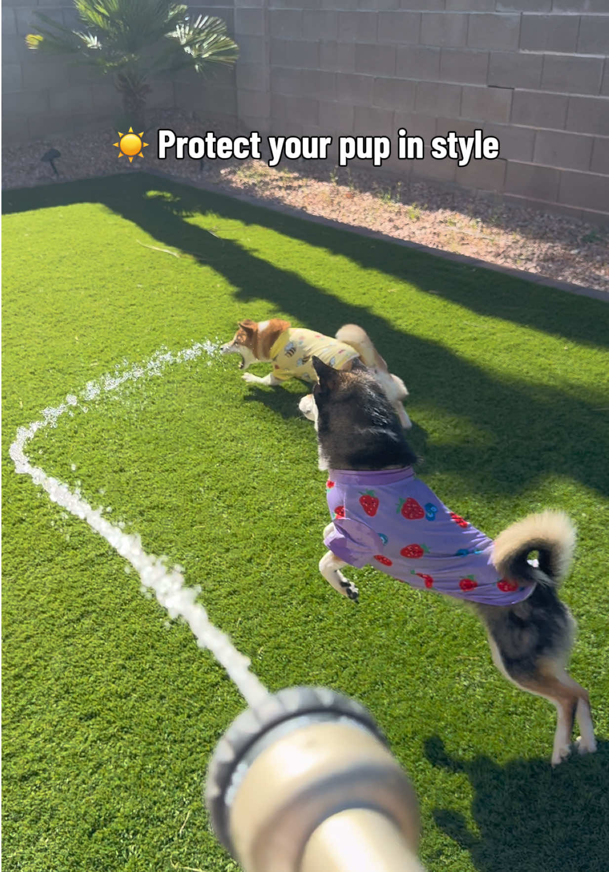 @Flock of Shibas 🐕🐕🐕
