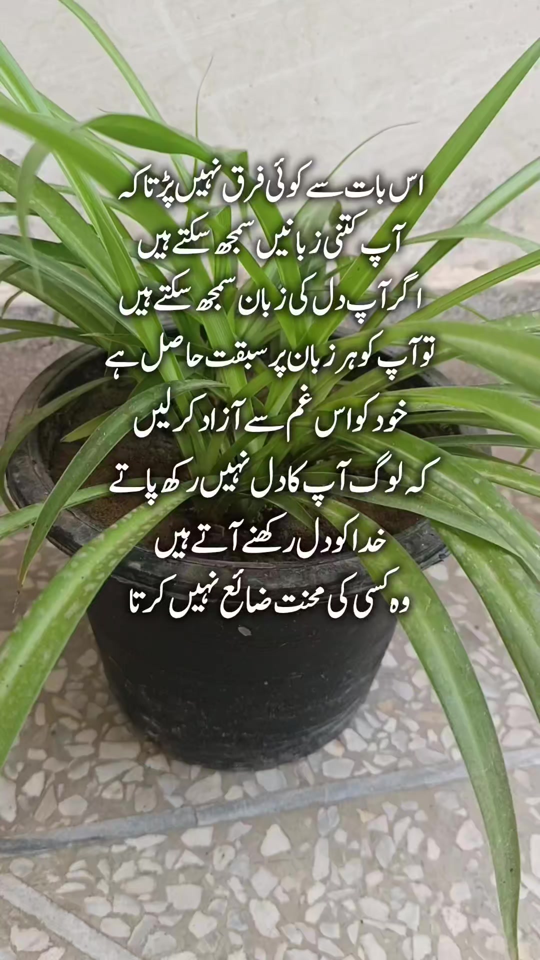@Kainat Quotes