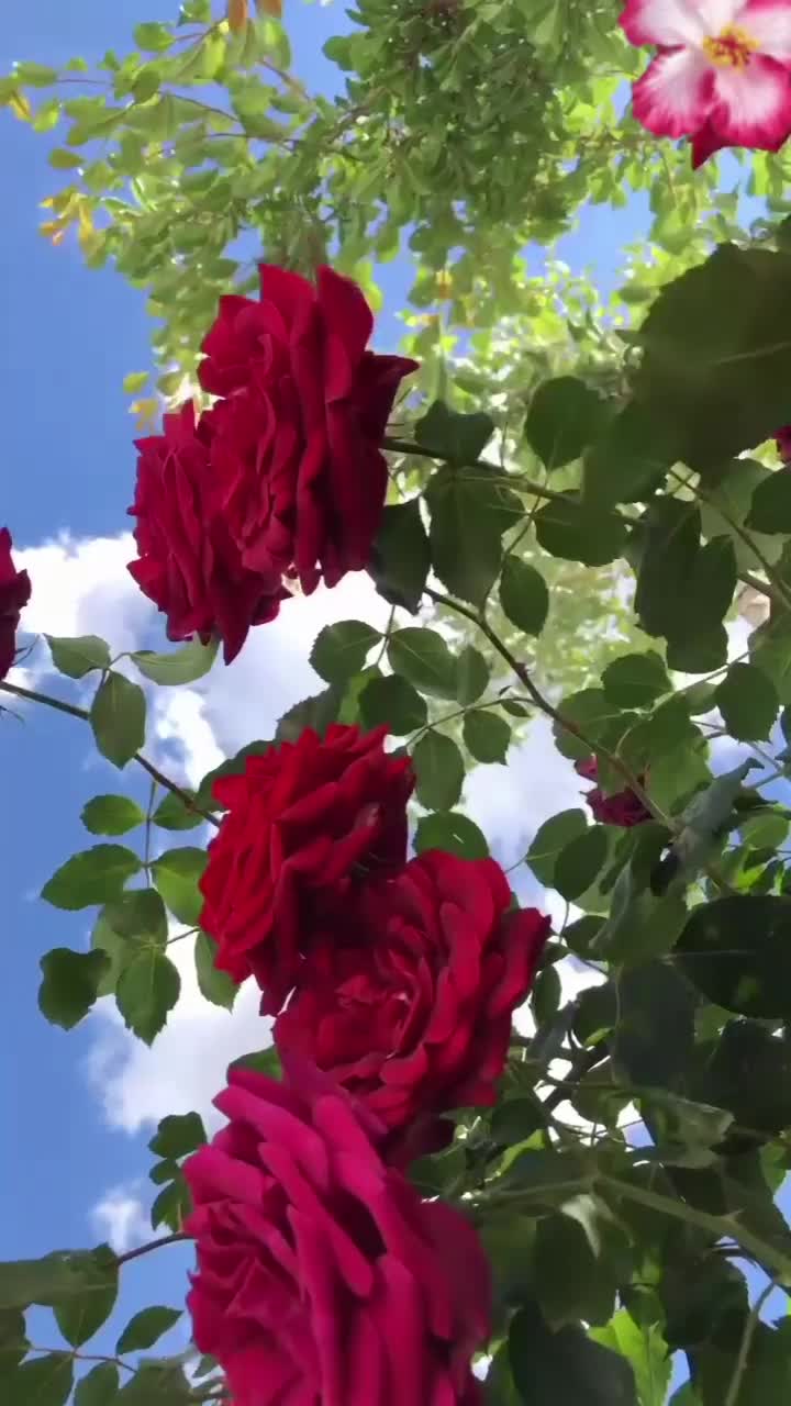 @NataliJuan