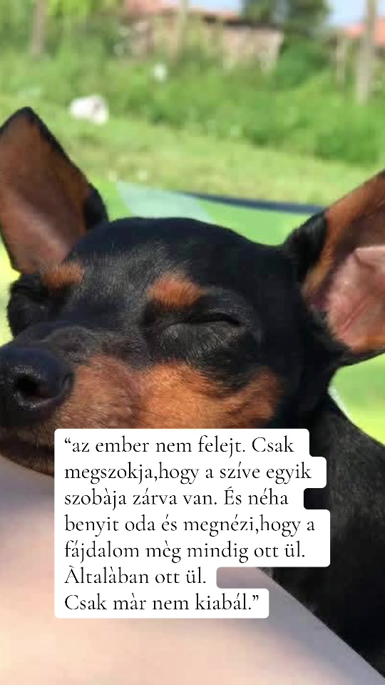 @Lucko Barf & Kutyasüti