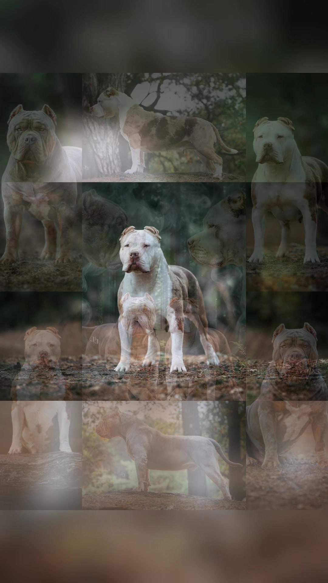 @RAW BULLYS