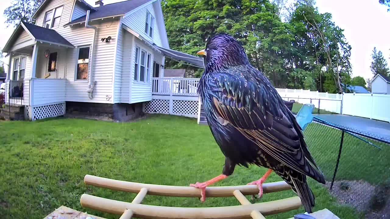 @OnlyBirds518