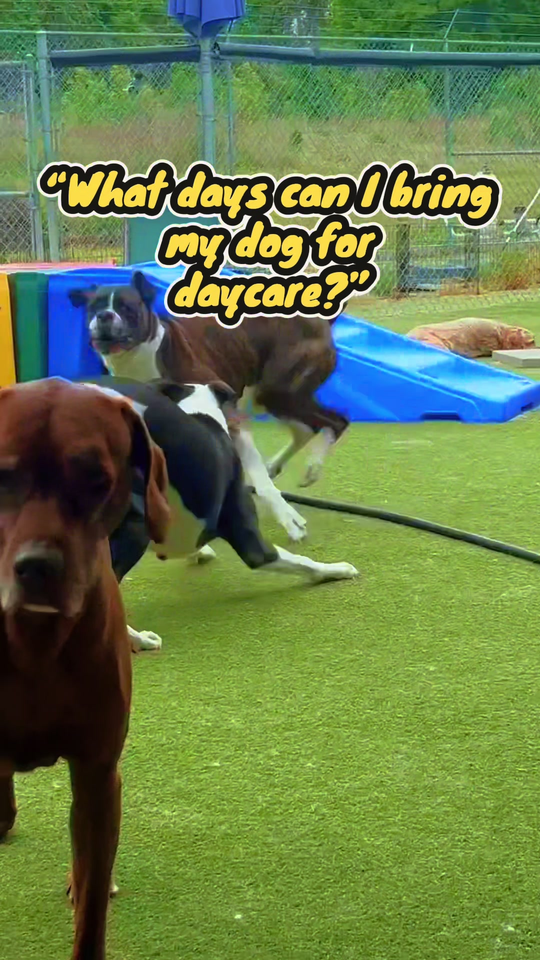 @GoDog Durham