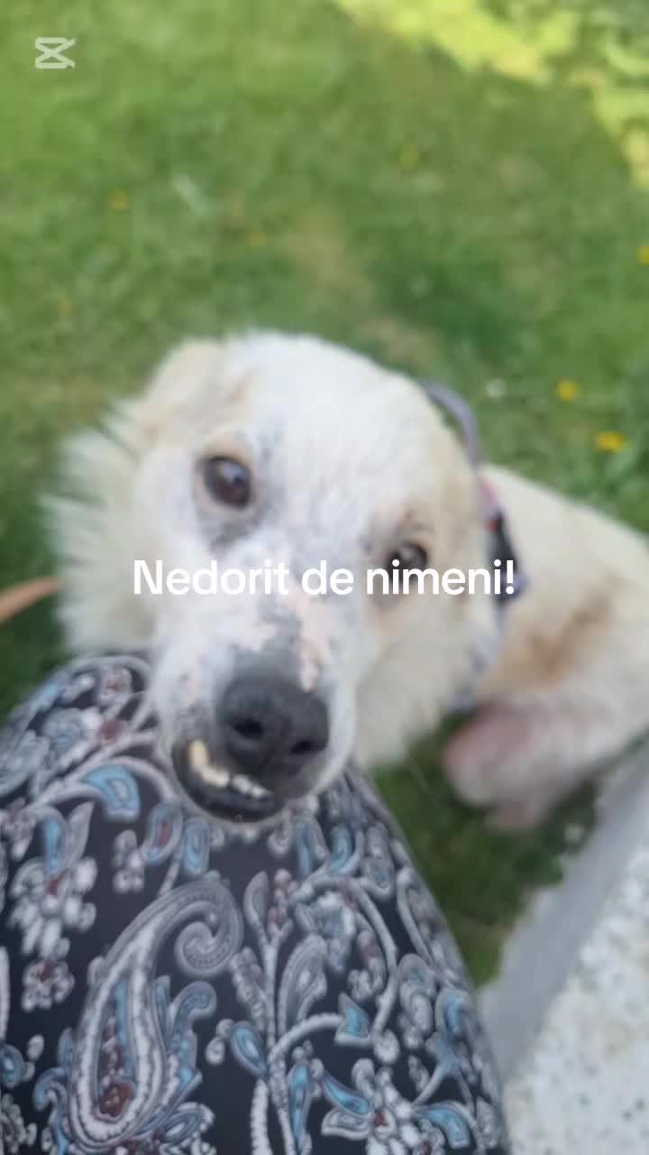 @Blanosii nordului