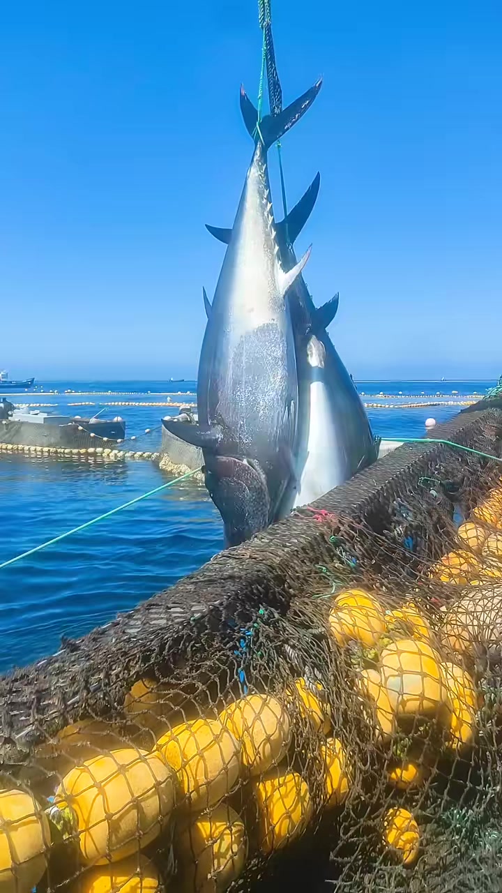 @🚢hàmìdø⚓⚡Ræysë🐬🏴☠️