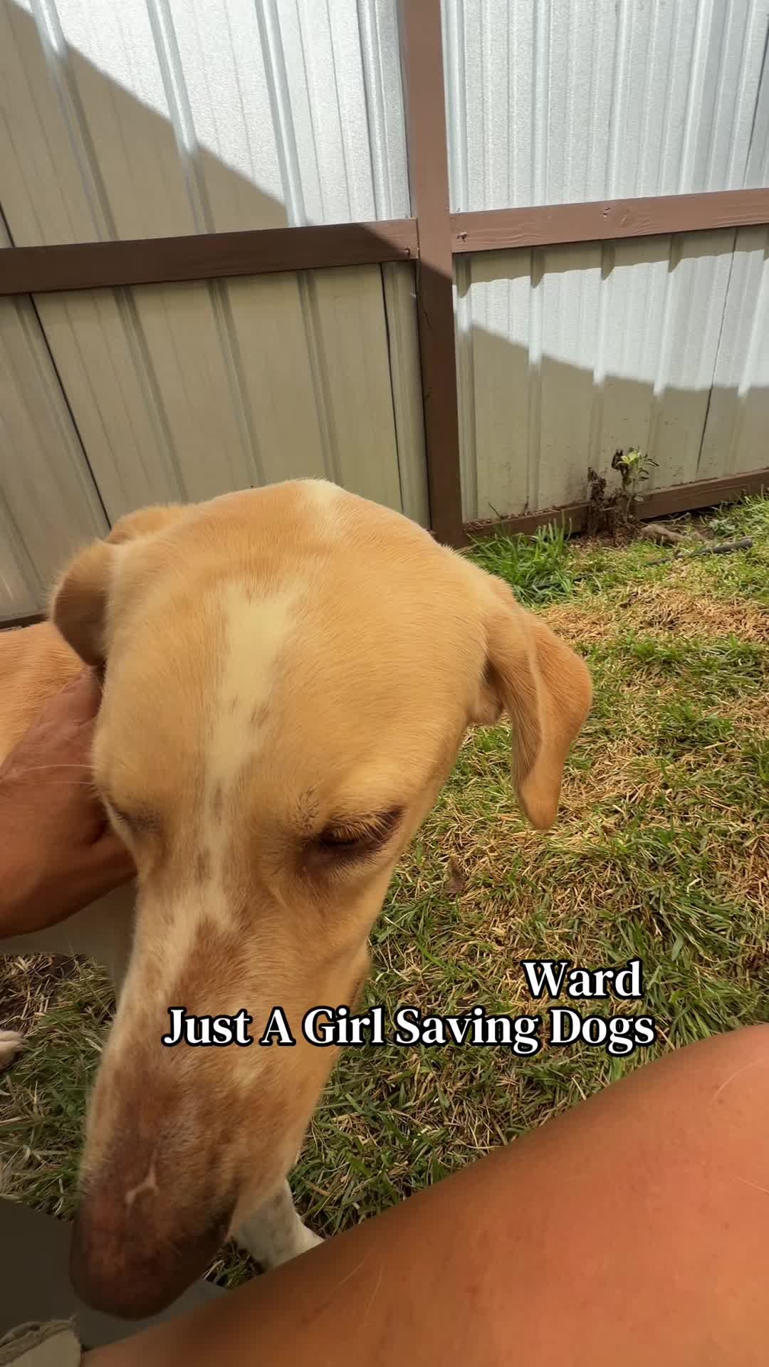 @Just A Girl Saving Dogs