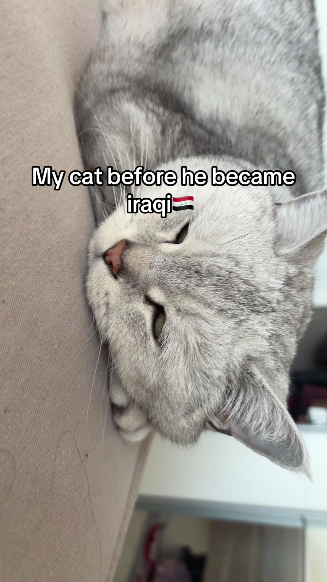 @cat