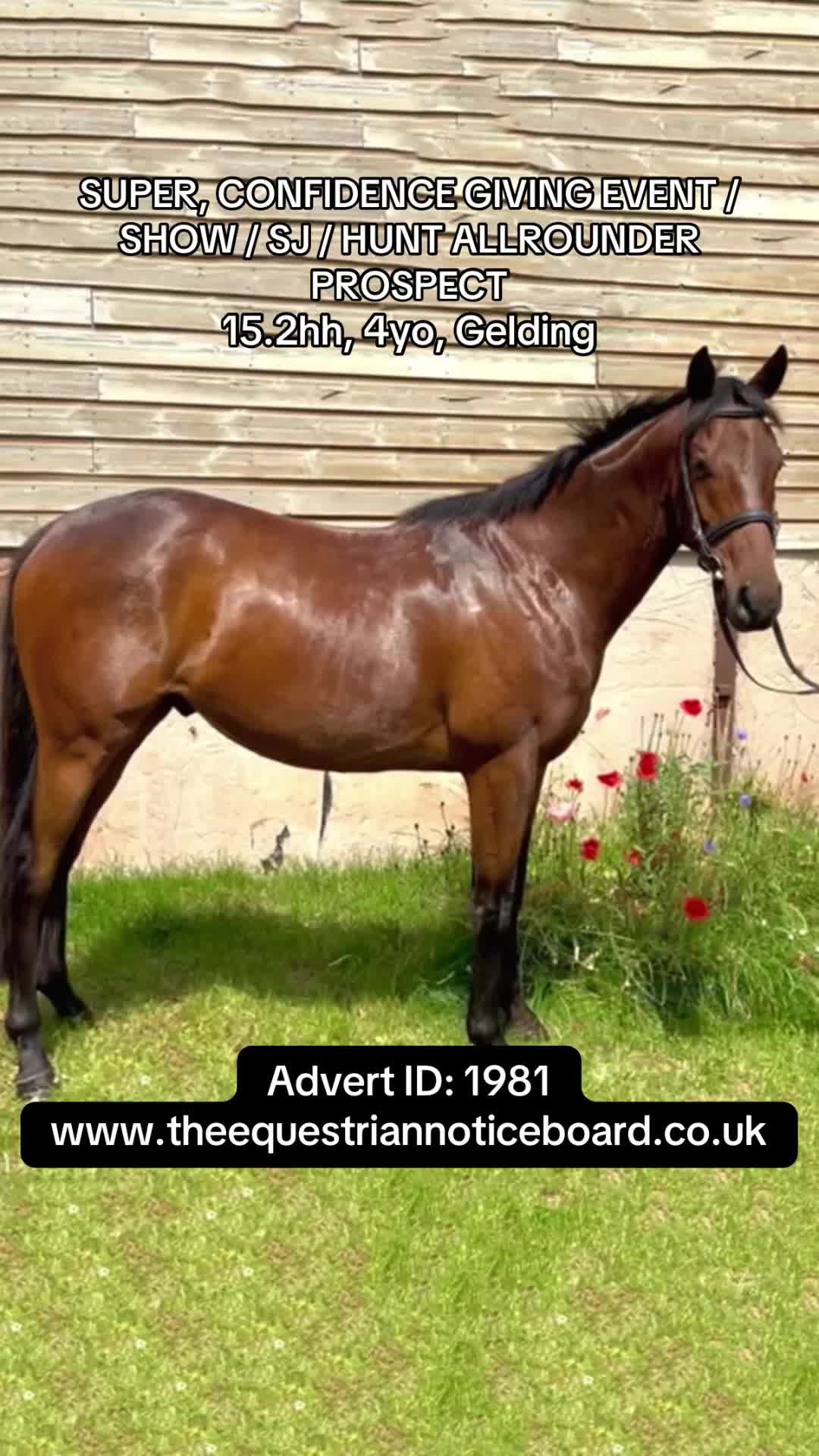 @theequestriannoticeboard