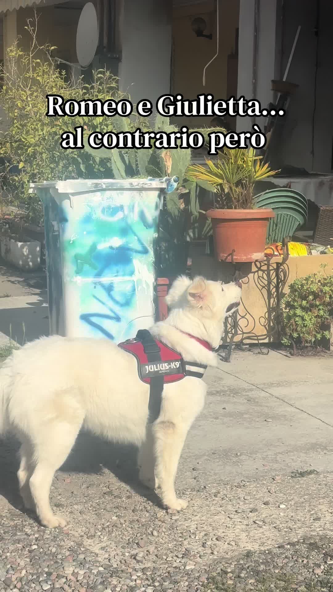 @Family_pelosa🐱🐰🐶🐮