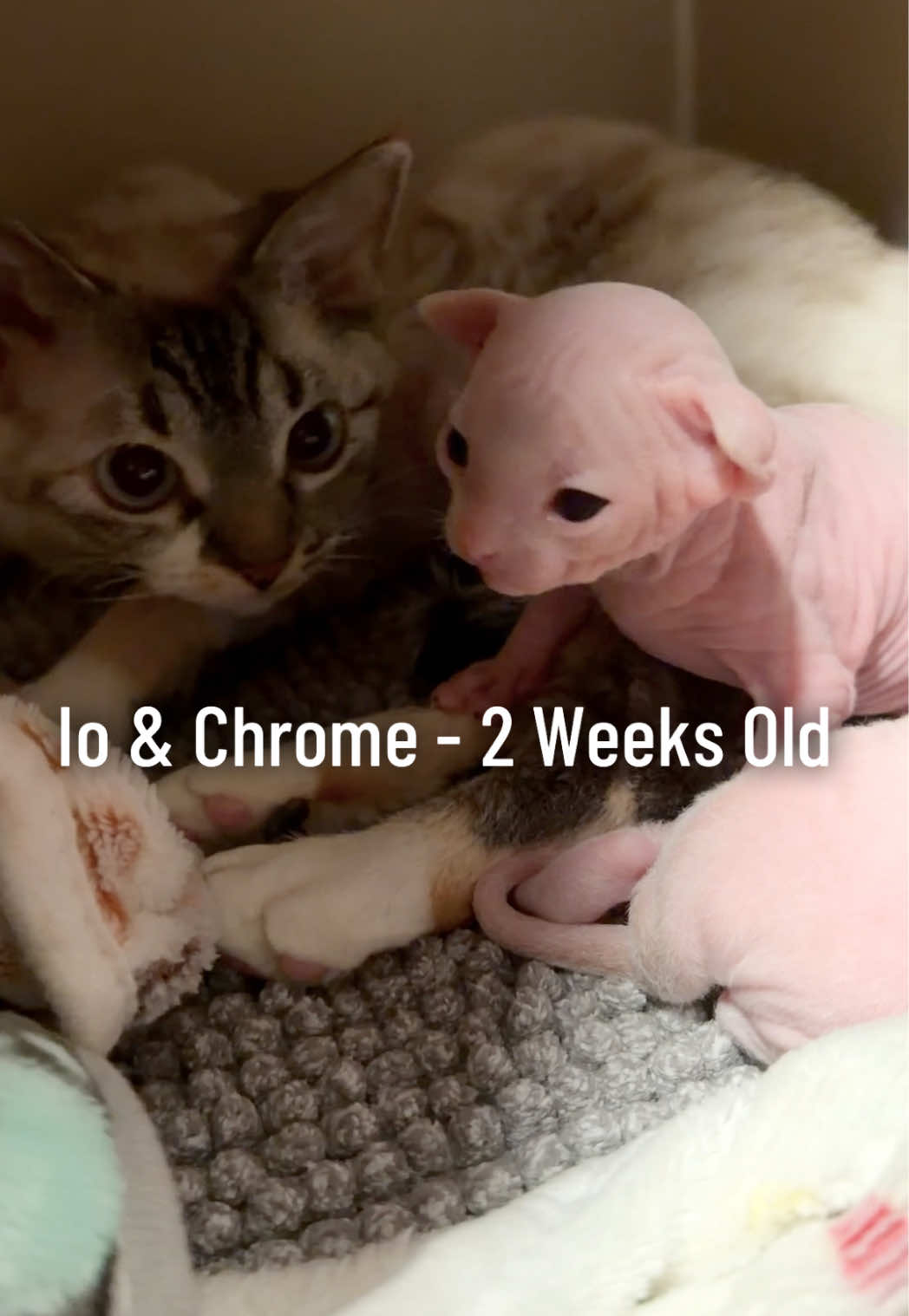 @Boba’s Buds Minskin Cats