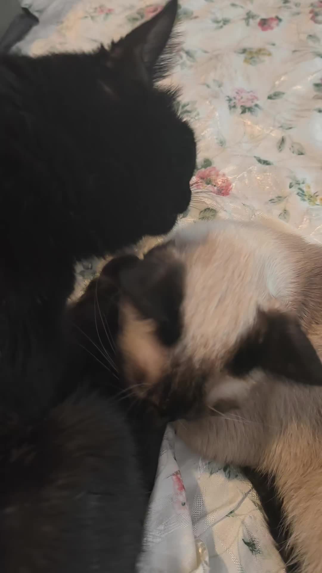 @La loca de los gatos