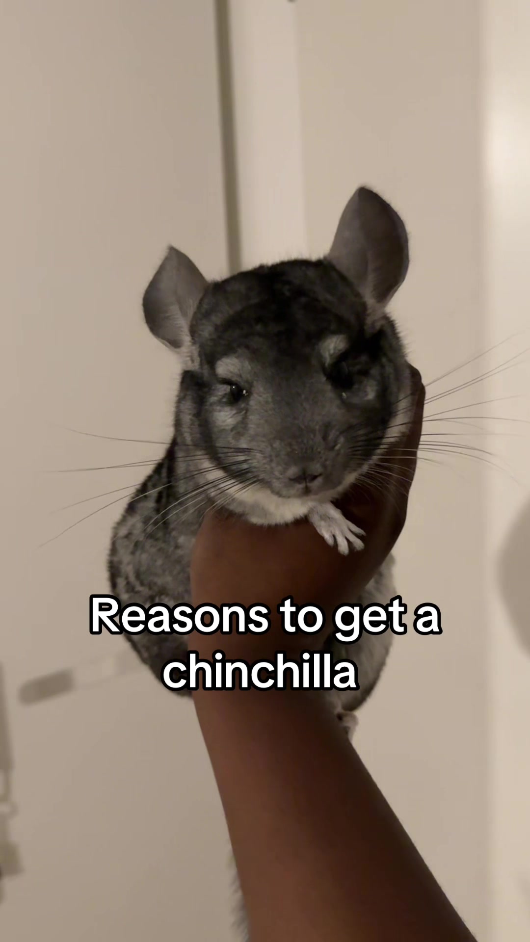 @BANDIT & STRIPE