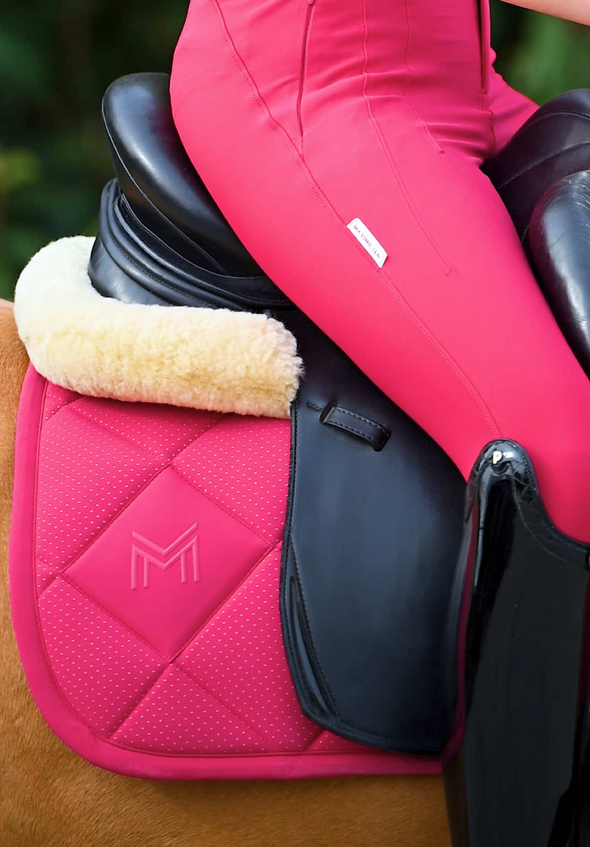 @Maximilian Equestrian