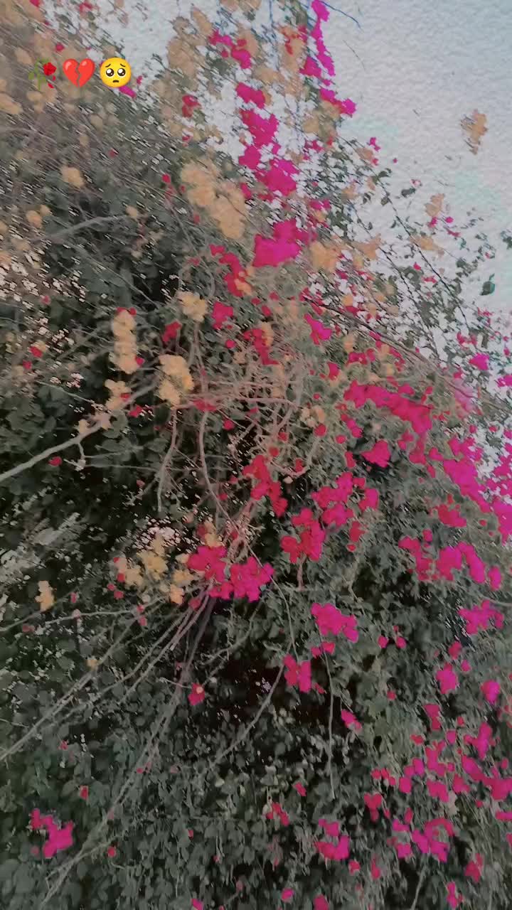 @Q I S M A T -- J A N I