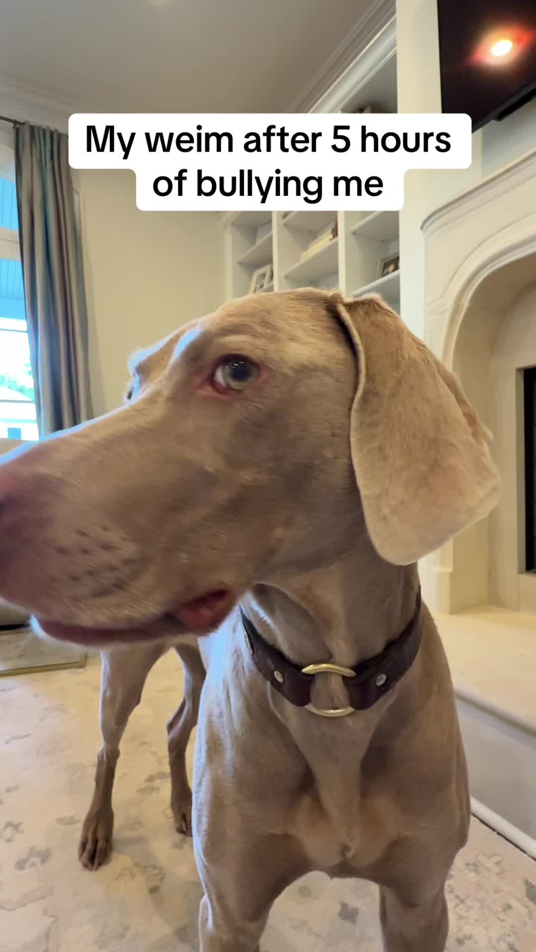 @Zoey the Weim