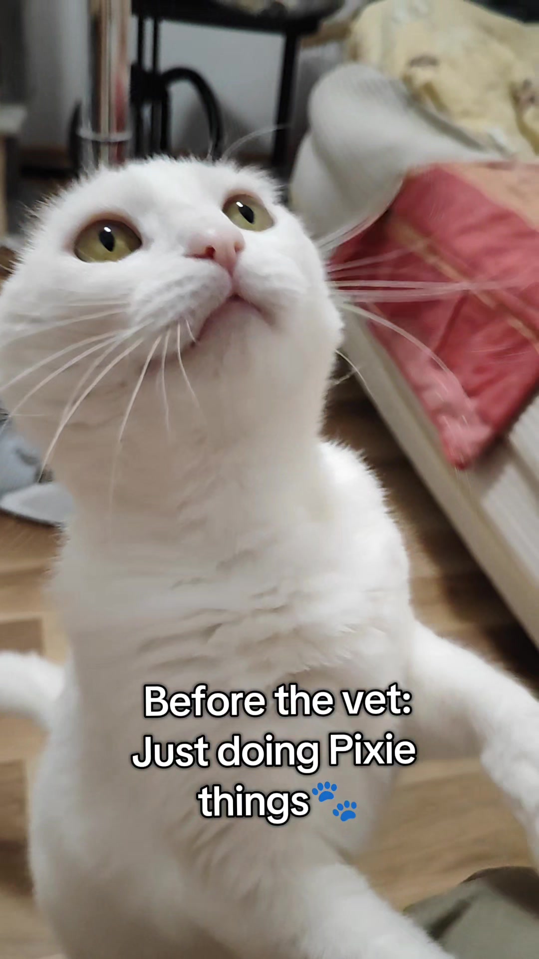 @Fluffy and Pixie