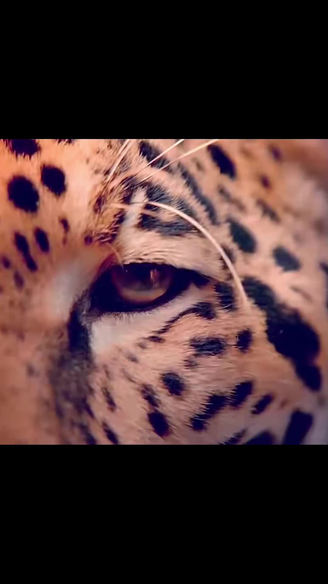 @Animal discovery