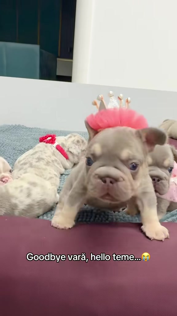 @✨Luxurious Frenchie House✨