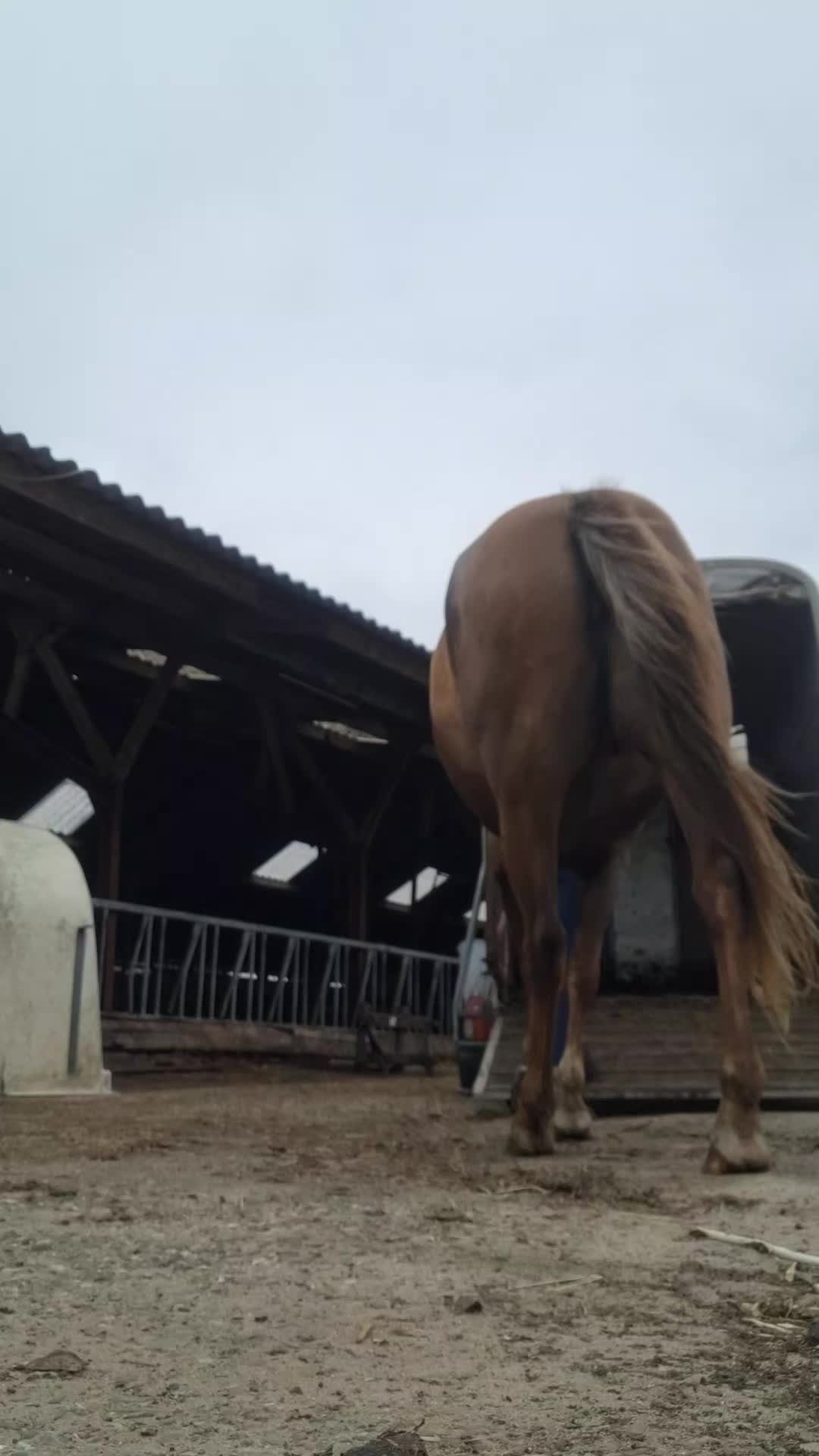 @horses.by.Britt:)