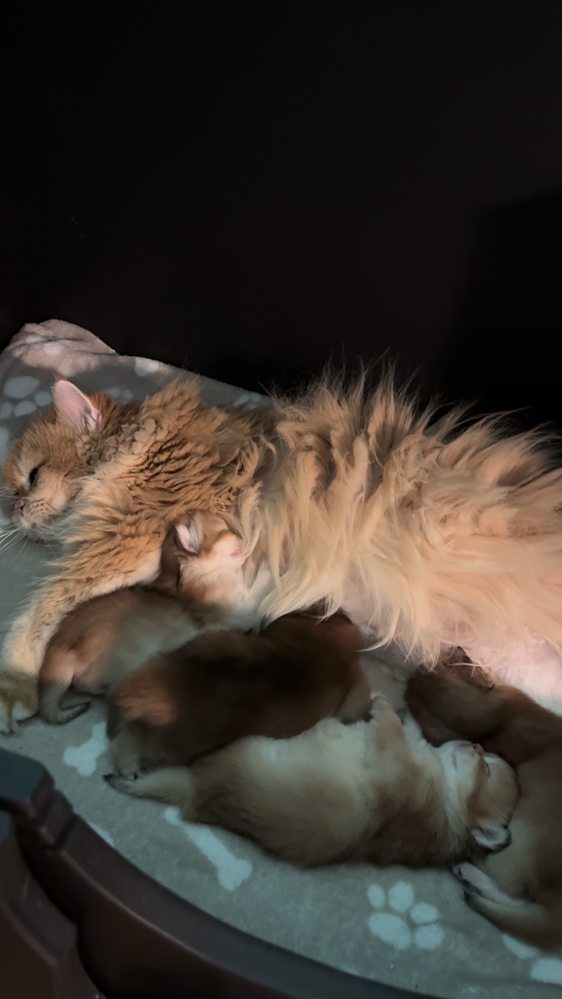 @Cattery vom Z&uuml;richberg