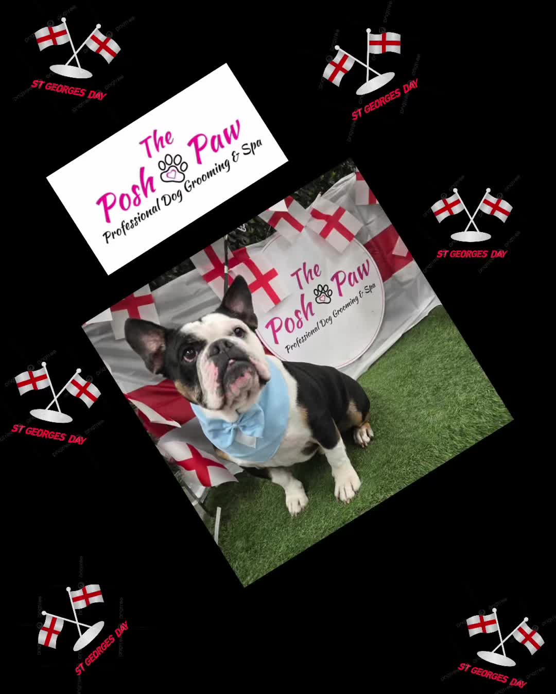 @The posh paw