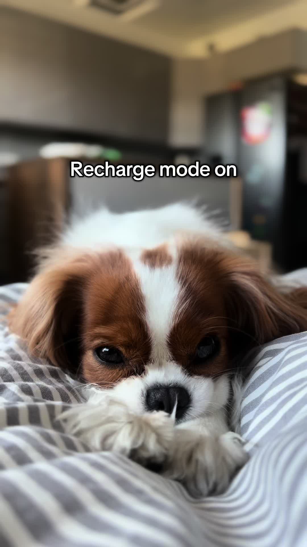 @Lilly Cavalier 🐶