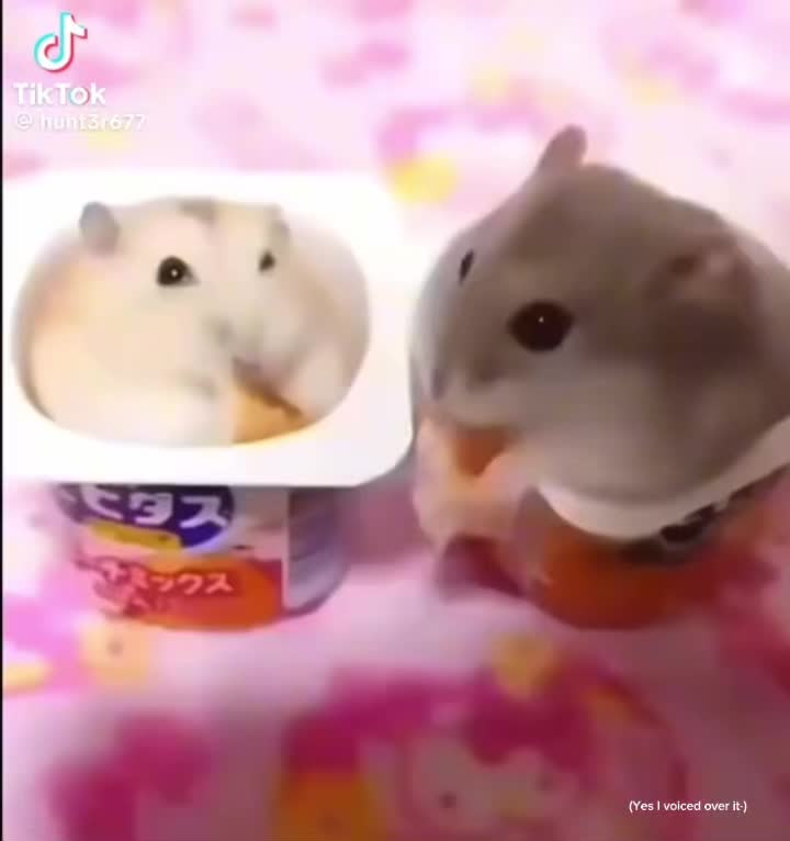 @‧͙⁺˚*・༓☾ 𝓶𝓪𝓮𝓿𝓮ᶻ☽༓・*˚⁺‧͙