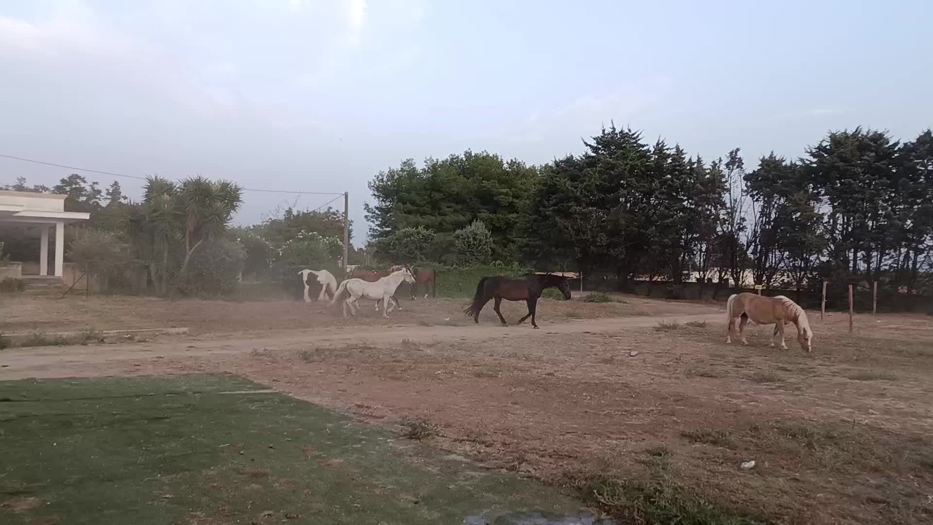 @GypsyHorse