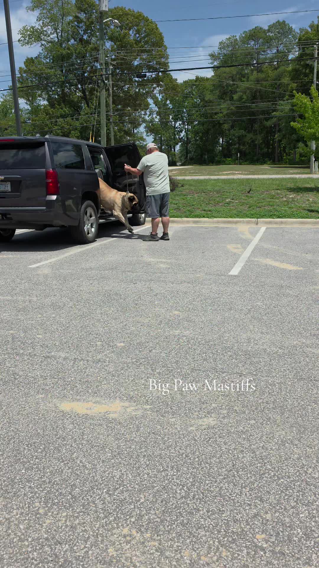 @Big Paw Mastiffs