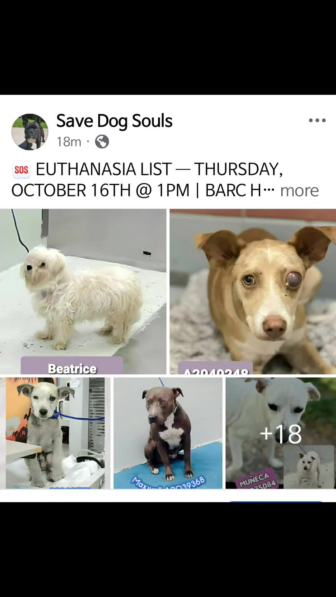 @Save Dog Souls
