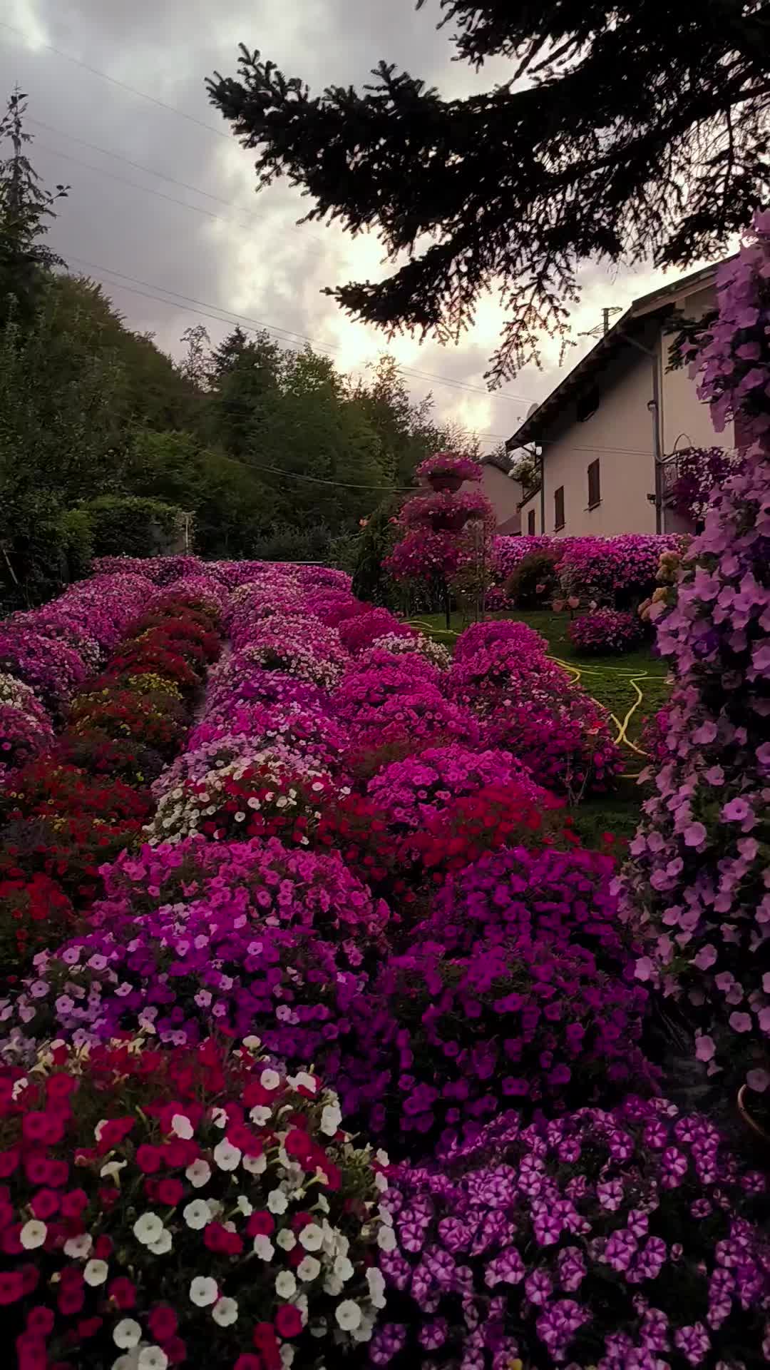 @Elena Vulpe Pilipenc