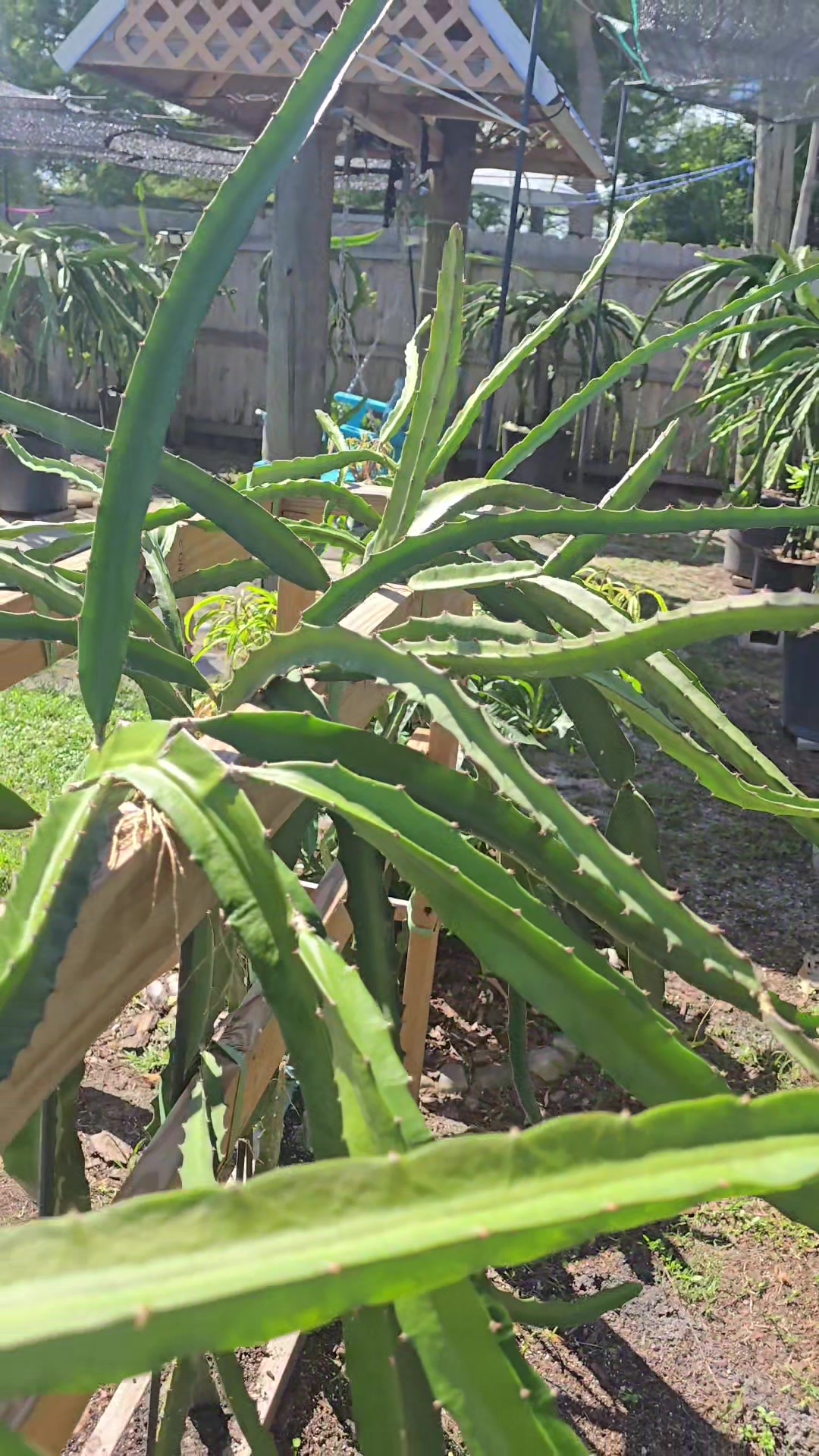 @Space Coast Dragon Fruit
