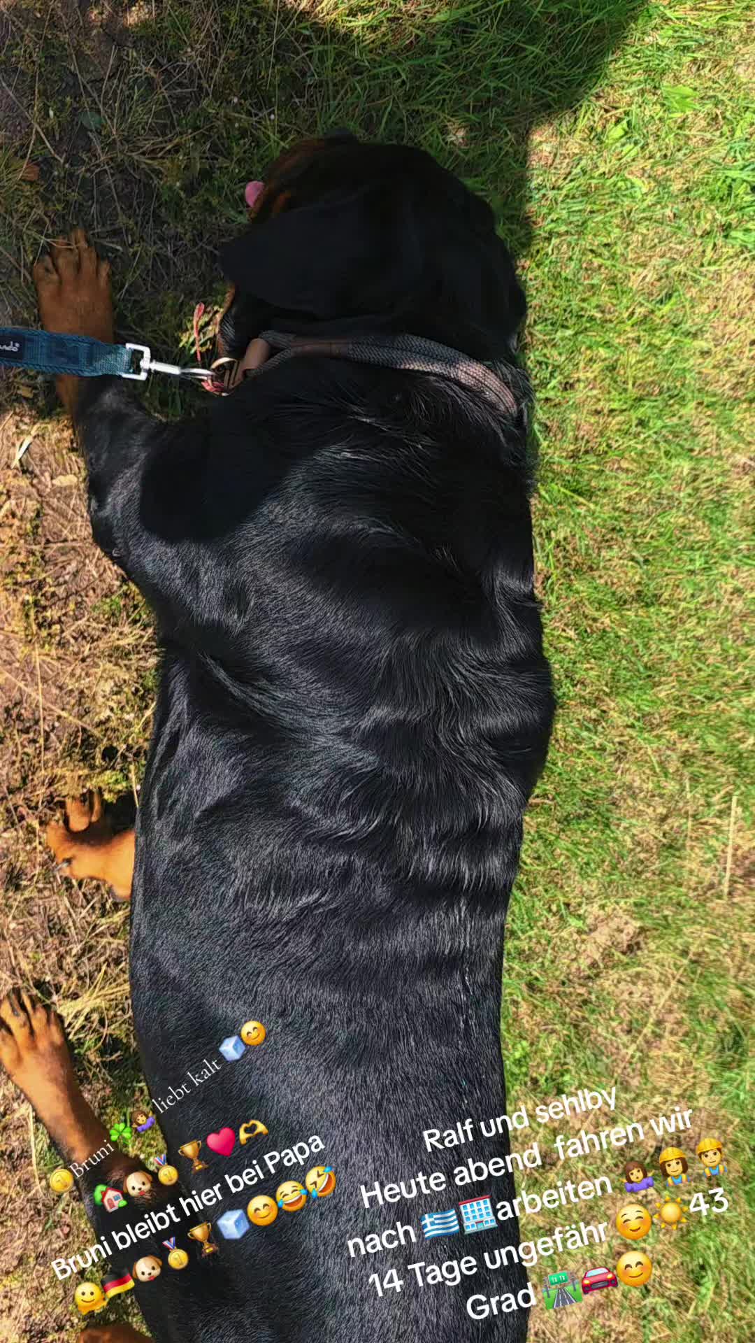 @Rottweiler Bruno