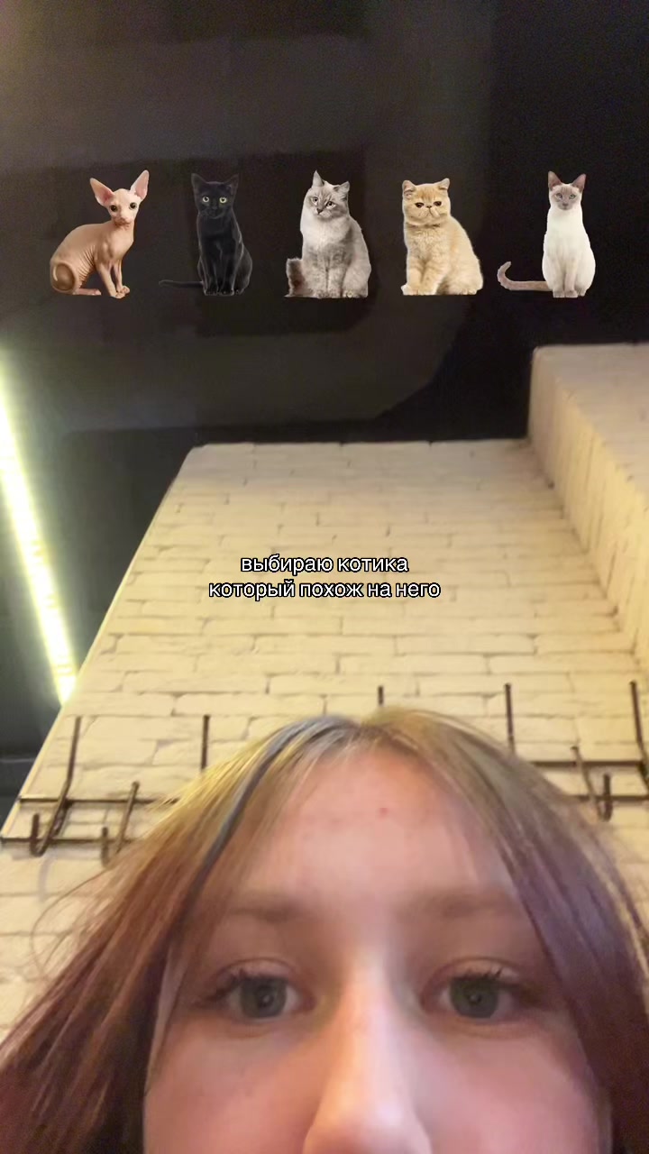@meow