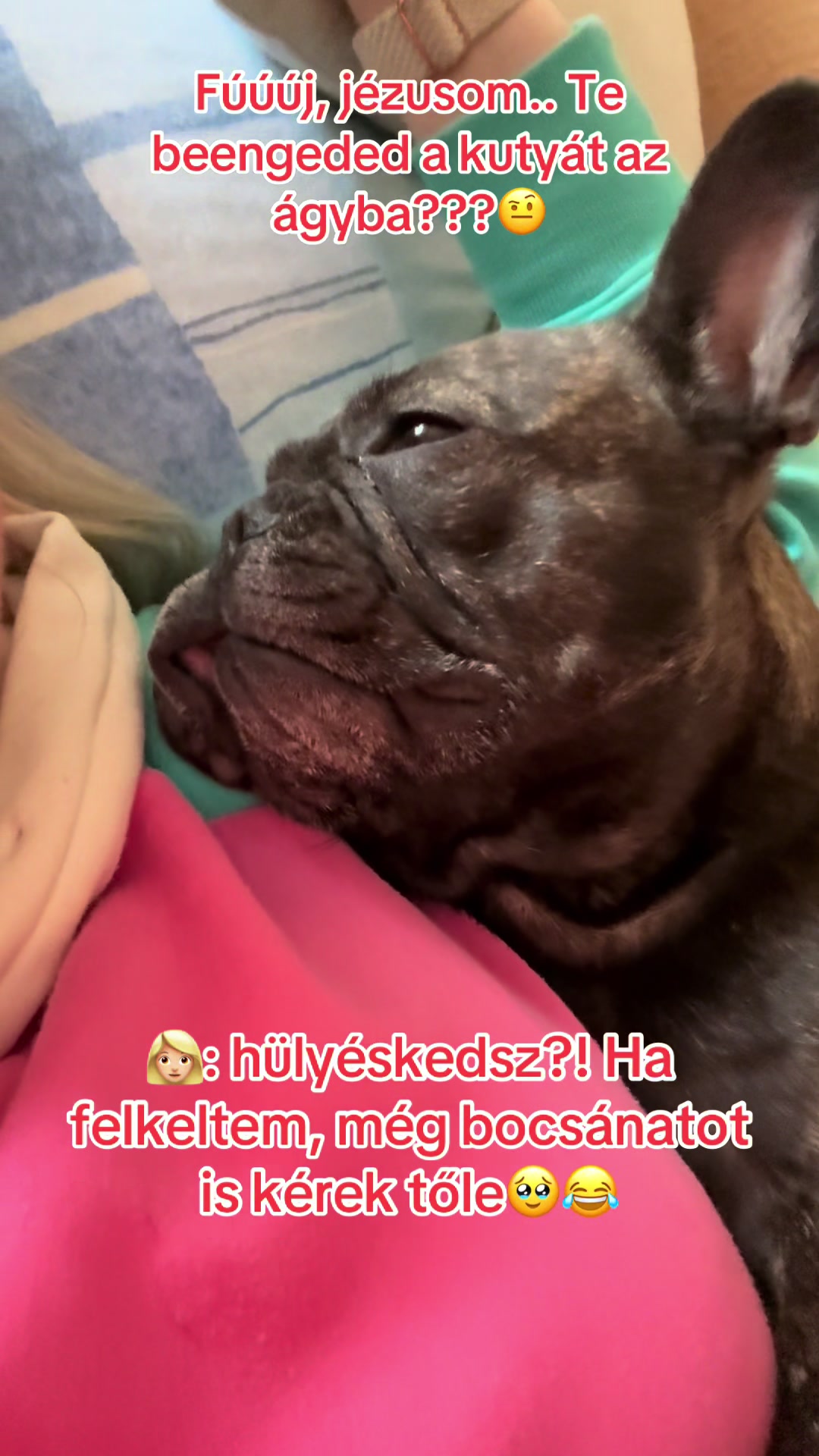 @Mia_french_bulldog