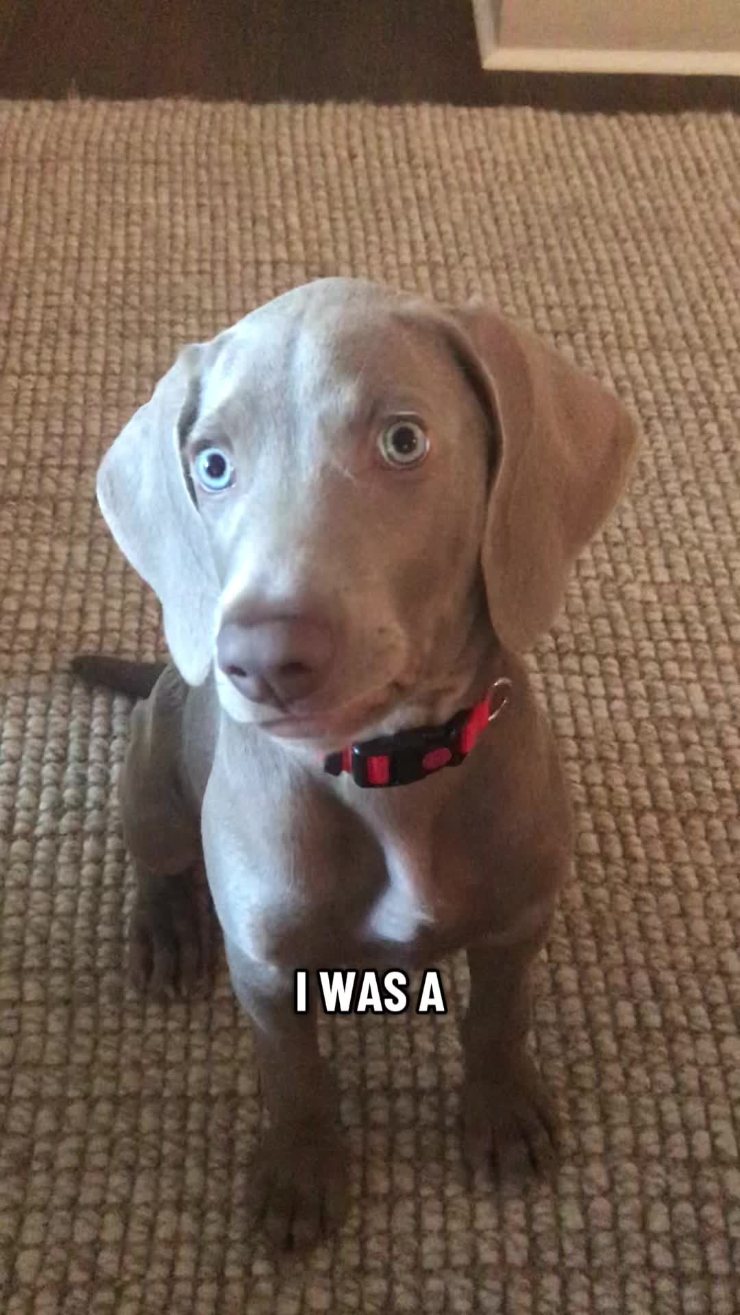 @Zoey the Weim