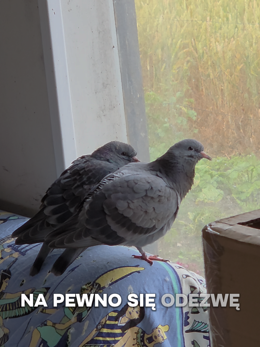 @nika koska