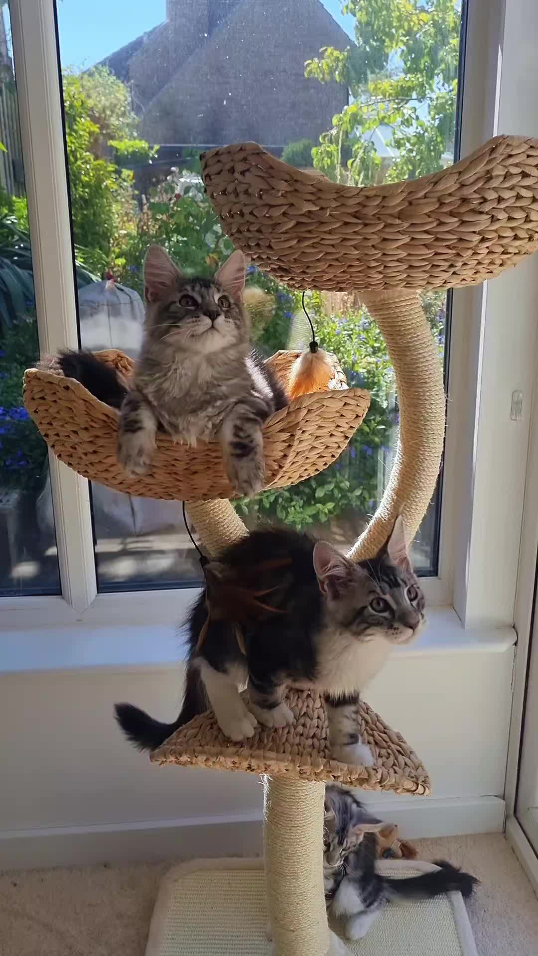 @Dollzuki Maine Coons