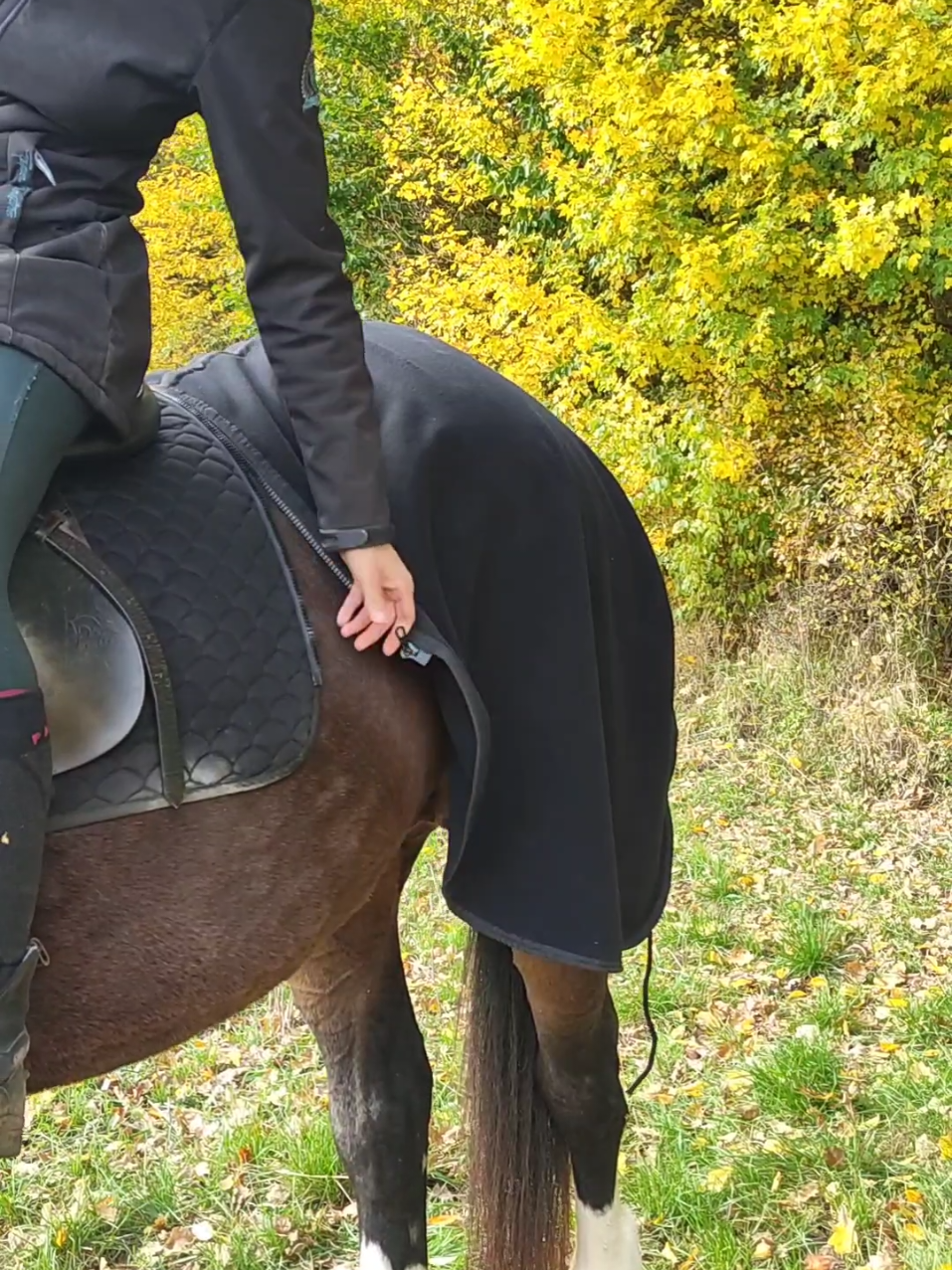 @Die Reitdecke