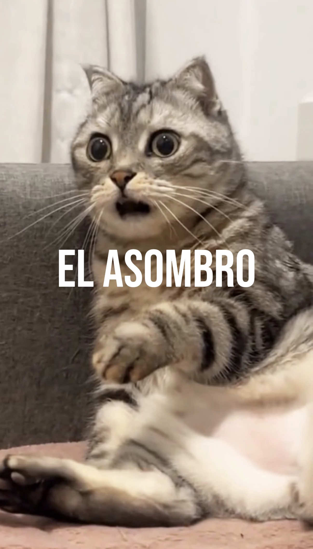 @Sof&iacute;a Tard&aacute;guila
