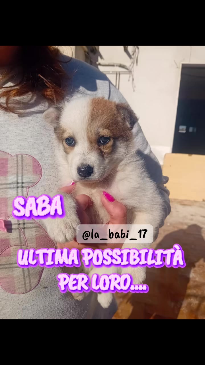 @la_babi_17