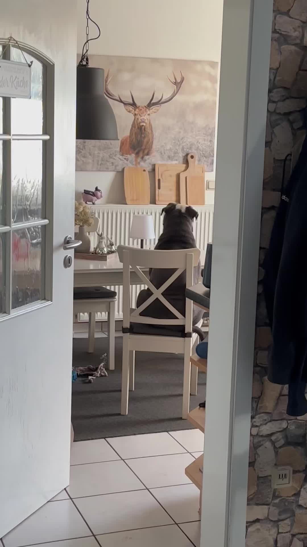 @Kalle 🐕