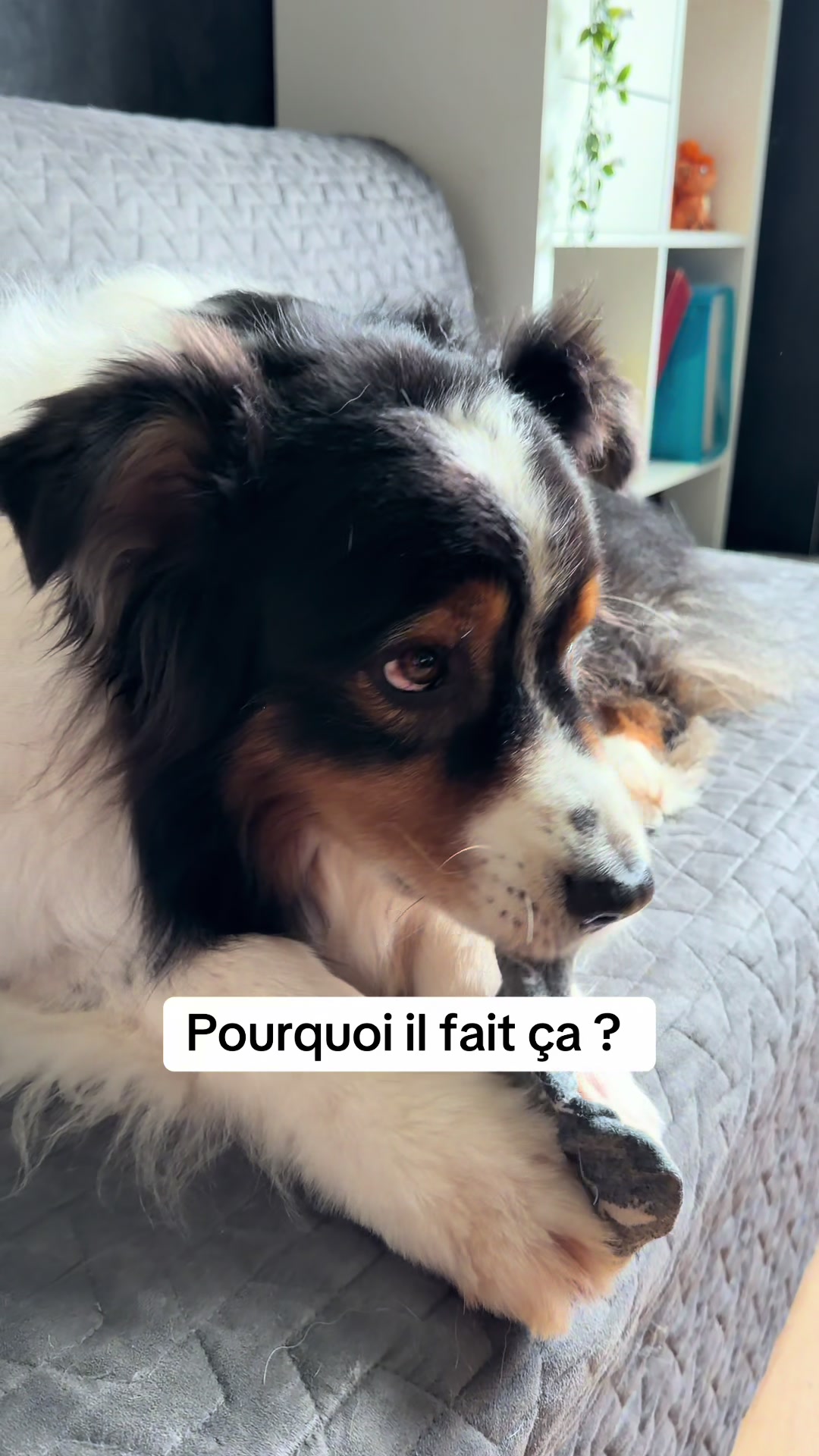 @La meute d’Otone 🐺
