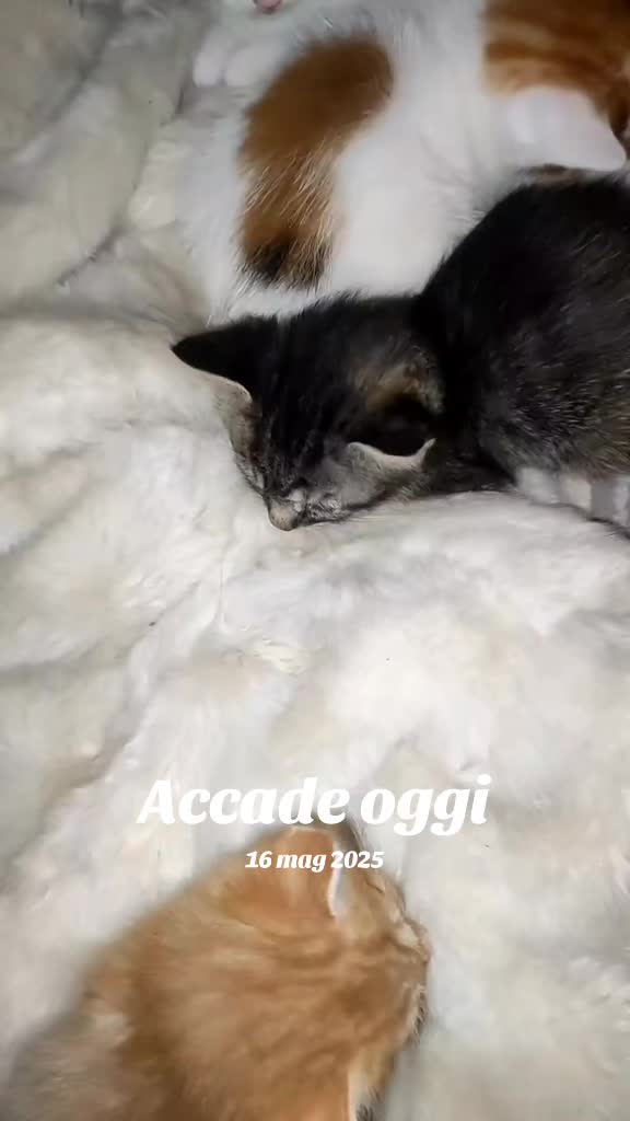 @Narcisi Rossi🐈&zwj;⬛🫧🫧🐾