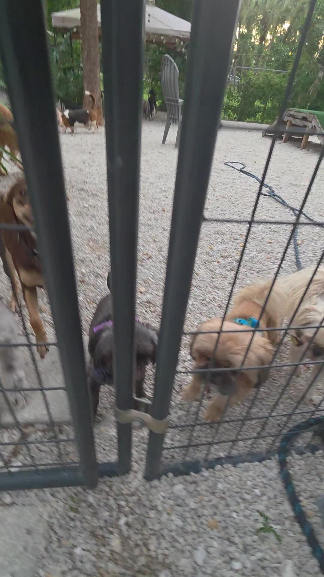 @tatumpetcarehaven